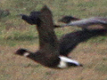 Dark-bellied Brent Goose x Red-breasted Goose hybrid